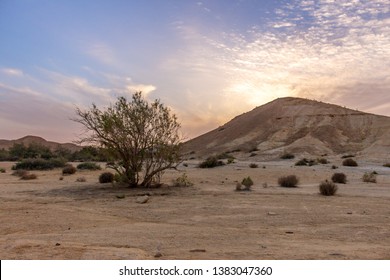 Desert tree in front of the mountain