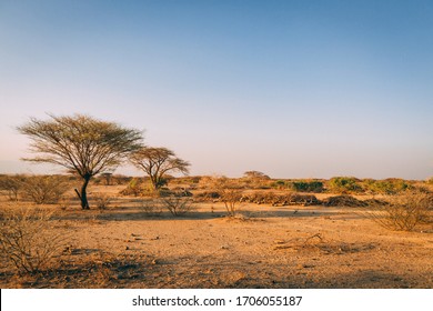 Desert trees in plains of africa under clear sky and dry floor with no water