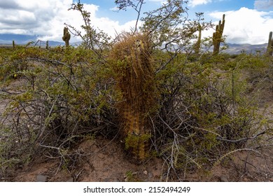 Desert Vegetation In The Altiplano Of Argentina.