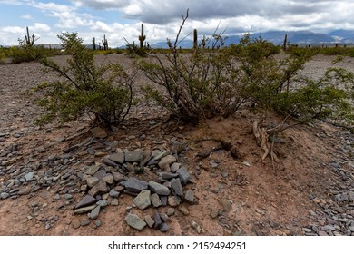 Desert Vegetation In The Altiplano Of Argentina.