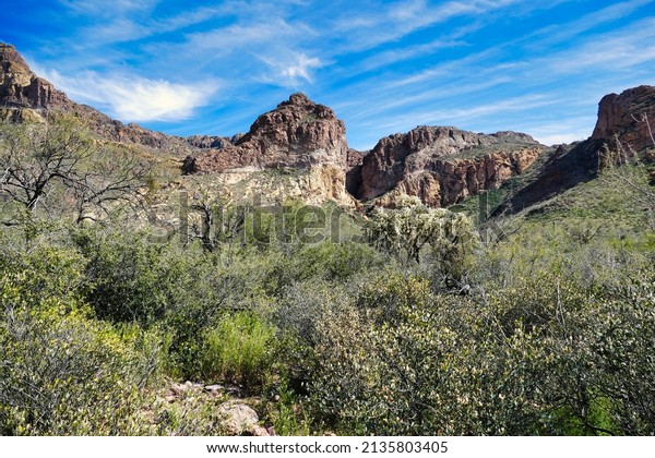 Desert vegetation with huge cholla at the mouth of\
the Estes Canyon, Ajo Mountains, Organ Pipe Cactus National\
Monument, southern Arizona, USA\
\
