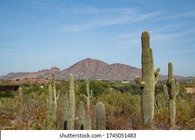 Desert vegetation in the Phoenix Arizona area with Camelback Mountain in the distance