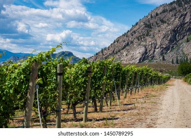 Desert Vineyard At Osoyoos In The South Okanagan Valley, British Columbia, Canada.