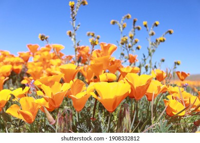 Desert Wildflower Super Bloom In California