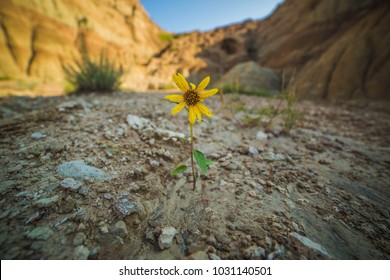 Desert Wildflower Yellow Wild Flower Harsh Hope Strength Badlands National Park Close Up Background Wallpaper Centered Beautiful Overcome Odds Life Finds A Way