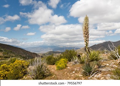 Desert wildflowers in full bloom along the Pacific Crest Trail in California's Anza-Borrego Desert State Park, USA