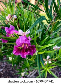 Desert Willow Bloom