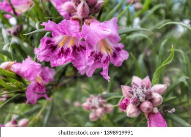 Desert Willow Blooming In Texas