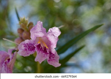 Desert Willow Blossom Close Up