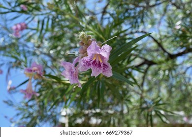 Desert Willow Blossom Close Up