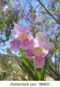 Desert Willow Flower