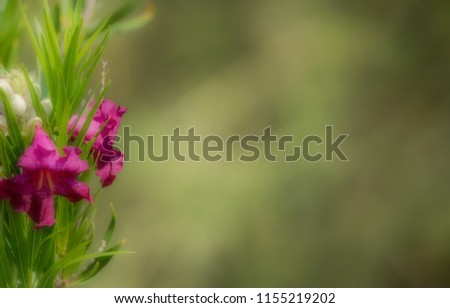 Desert Willow Flower Scene with Negative Space