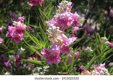 A Desert Willow Hybrid Tree With Purple Flowers 0036