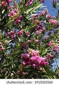 A Desert Willow Hybrid Tree With Purple Flowers 3222