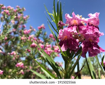 A Desert Willow Hybrid Tree With Purple Flowers 3224