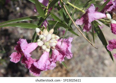 A Desert Willow Hybrid Tree With Purple Flowers 0064