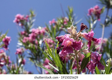 A Desert Willow Hybrid Tree With Purple Flowers 0054