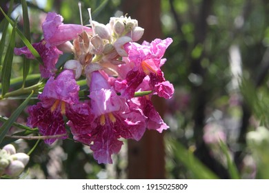 A Desert Willow Hybrid Tree With Purple Flowers 0042