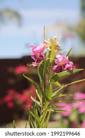 A Desert Willow Tree With Bright Purple Flowers 5515