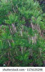 Desert Willow Tree (Chilopsis Linearis).