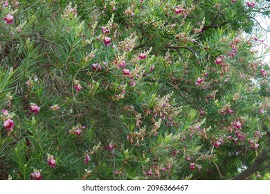 Desert Willow Tree (Chilopsis Linearis)