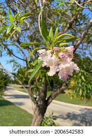 Desert Willow Tree In Park