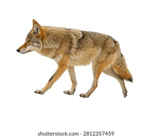 Desert Wolf Walking Forward Sandy Fur Colorat Isolated On White Background