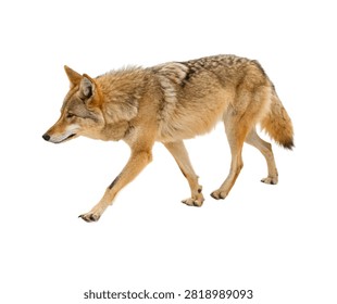 Desert Wolf Walking Forward Sandy Fur Colorati Isolated On White Background