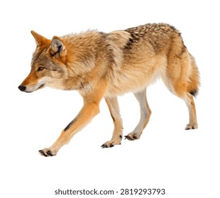 Desert Wolf Walking Forward Sandy Fur Colorati Isolated On White Background