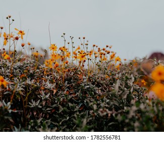 Desert yellow wildflower blooms in Arizona on cloudy day