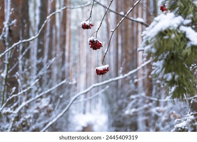 Deserted icy road through a snowy forest on a winter day. - Powered by Shutterstock