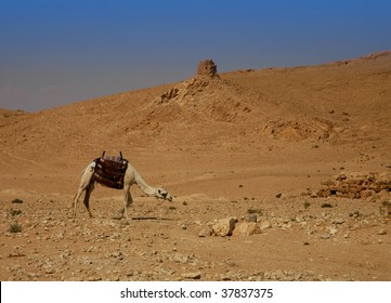 Deserted Landscape With A Camel (Syrian Desert)