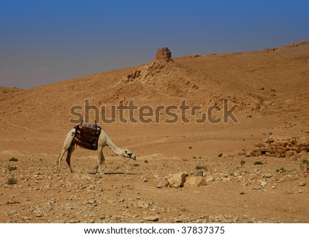 deserted landscape camel syrian desert stock photo edit now