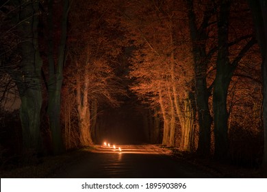 A deserted path between dense trees on the sides at night illuminated by lights to the center.