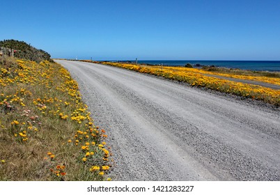 A deserted road with bright yellow flowers on either side passes close to the ocean at Cape Palliser, North Island, New Zealand - Powered by Shutterstock