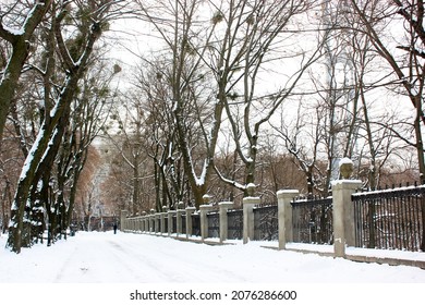 Deserted snowy sidewalk goes into distance in winter park at freezing cold day. Walking path in city park with bare branched trees, black trunks. Stone metal fence along a pathwalk. Wintry landscape. - Shutterstock ID 2076286600