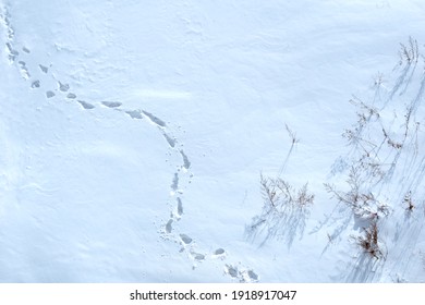 Deserted Winter Landscape. A Path Of Footprints Stretches Across The Pure White Snow. Branches Of Bushes Stick Out From The Snow. Footprints In The Snow Top View.