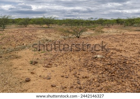 Desertification of the Caatinga biome in the hinterland of Paraiba, northeastern Brazil. Caused by deforestation, fires, erosion and inadequate land use.