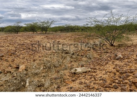 Desertification of the Caatinga biome in the hinterland of Paraiba, northeastern Brazil. Caused by deforestation, fires, erosion and inadequate land use.