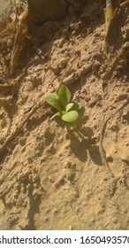 Desery camouflage green plant between sand 