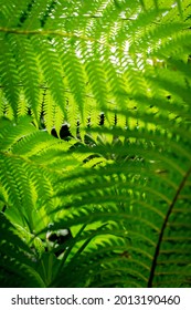 Deshaies, Guadeloupe - 12052019 : Deshaies Botanical Garden Of Coluche And Its Colours