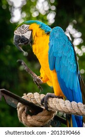 Deshaies, Guadeloupe - 12052019 : Deshaies Botanical Garden Of Coluche And Its Colours