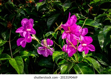 Deshaies, Guadeloupe - 12052019 : Deshaies Botanical Garden Of Coluche And Its Colours