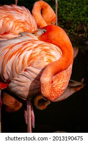 Deshaies, Guadeloupe - 12052019 : Deshaies Botanical Garden Of Coluche And Its Colours