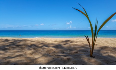 Imágenes Fotos De Stock Y Vectores Sobre Plage Guadeloupe