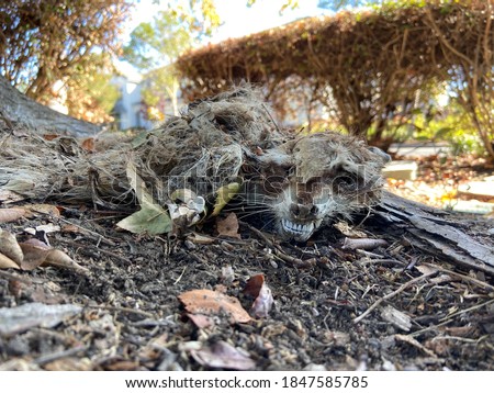 Desiccated carcass of a young raccoon in suburban park