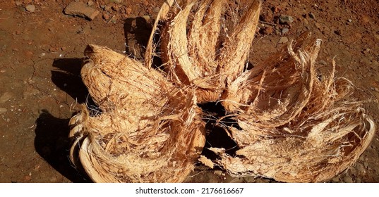 Desiccated Coconut Fiber. Improves Soil Drainage In Plants While Helping Retain Moisture In Fast-drying Soil.