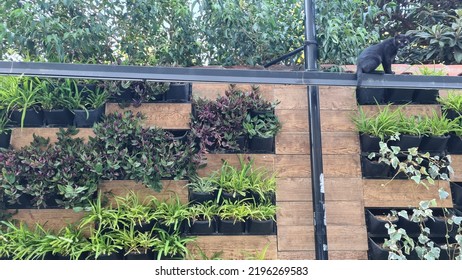 Desighn Of Vertical Garden With Pots In Old City Antalya