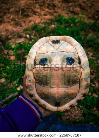Design buttom turtle shell views while hiding herself. 