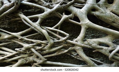 1,183 Tree Roots Concept Together Images, Stock Photos & Vectors ...